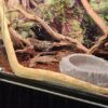 Humidity Too High in Snake Enclosure — Quick Solutions