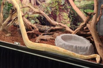 Humidity Too High in Snake Enclosure — Quick Solutions