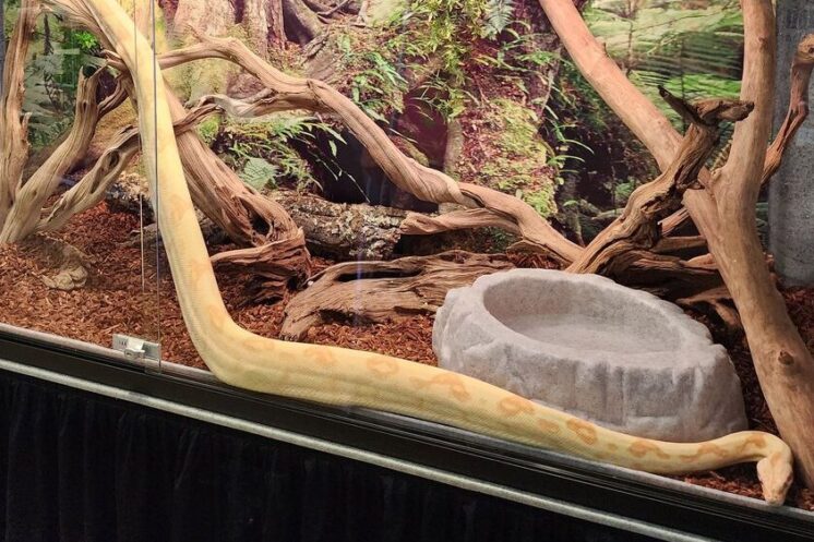 Humidity Too High in Snake Enclosure — Quick Solutions
