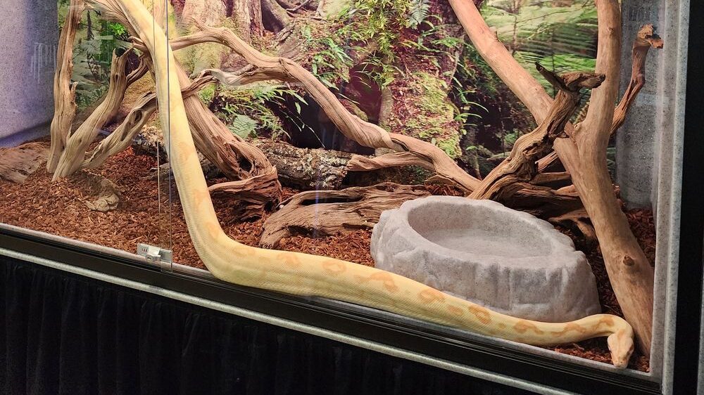 Humidity Too High in Snake Enclosure — Quick Solutions