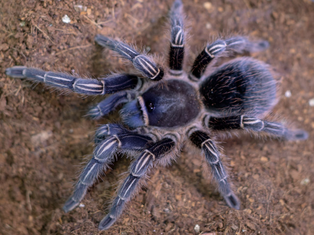 Costa Rican Zebra (Aphonopelma seemanni)