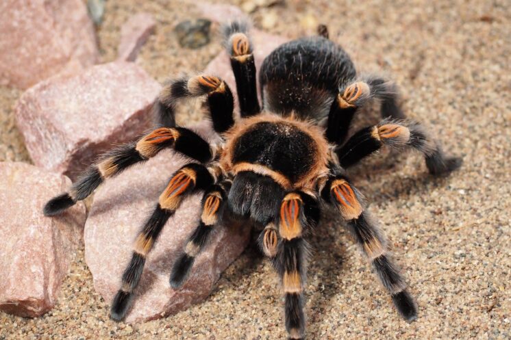 Best Beginner Tarantulas for Kids (2026 Safety Guide)