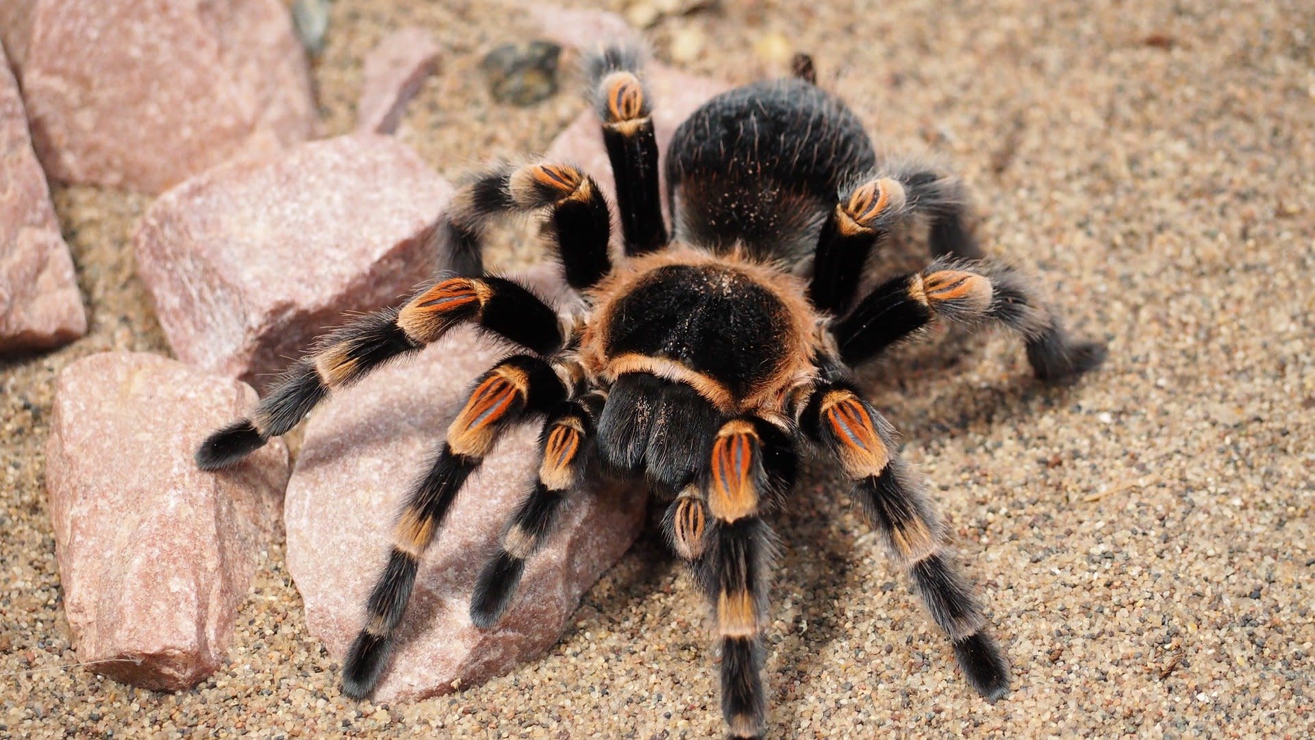 Best Beginner Tarantulas for Kids (2026 Safety Guide)