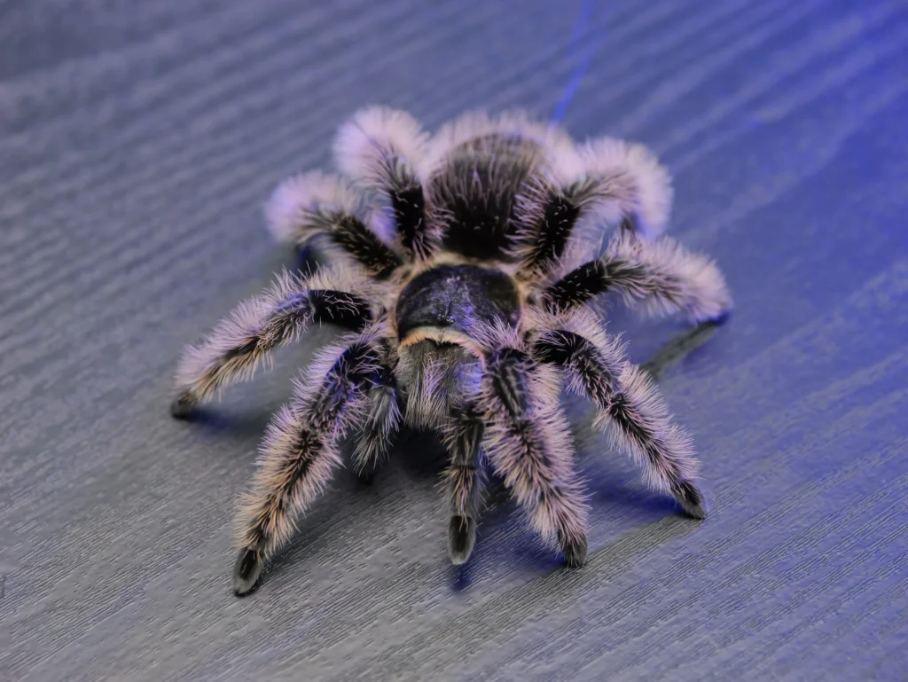 Curly Hair Tarantula (Tliltocatl albopilosus)