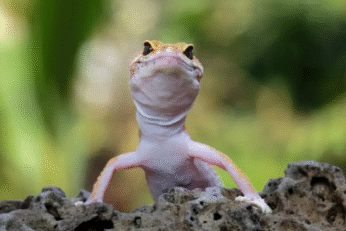 Is Sand Safe for Leopard Geckos? Updated Care Advice for 2026