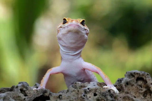 Is Sand Safe for Leopard Geckos? Updated Care Advice for 2026