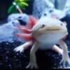 Best Cooling Methods for Axolotl Tanks in Summer