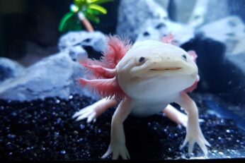 Best Cooling Methods for Axolotl Tanks in Summer