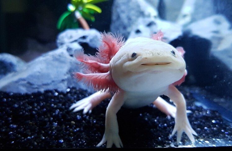 Best Cooling Methods for Axolotl Tanks in Summer
