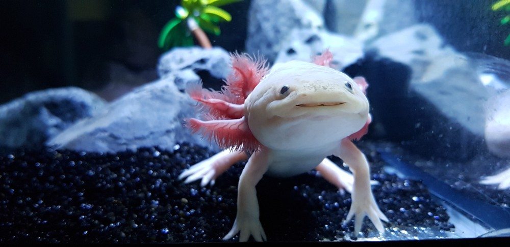 Best Cooling Methods for Axolotl Tanks in Summer