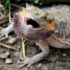 Bearded Dragon Black Beard: 10 Meanings (Owner's Guide)