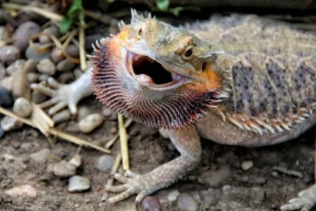Bearded Dragon Black Beard: 10 Meanings (Owner's Guide)