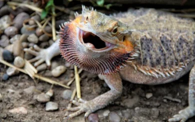 Bearded Dragon Black Beard: 10 Meanings (Owner's Guide)