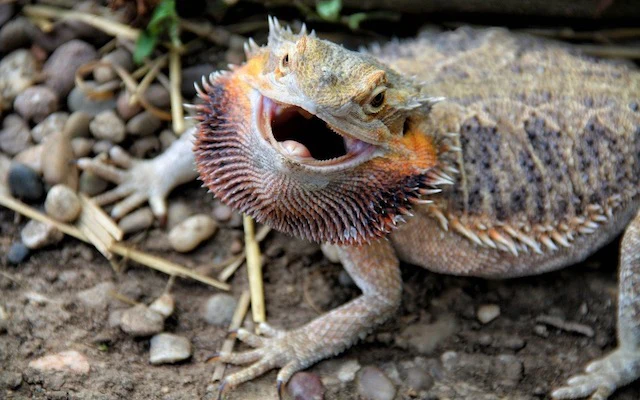 Bearded Dragon Black Beard: 10 Meanings (Owner's Guide)