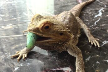 Can bearded dragons eat hornworms daily?