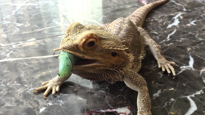 Can bearded dragons eat hornworms daily?