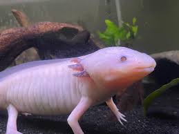 Axolotl Gills Shrinking — Normal or Dangerous?