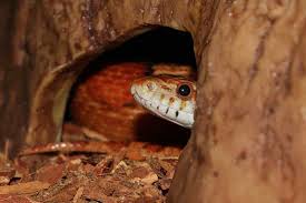 Why is my snake hiding all the time?