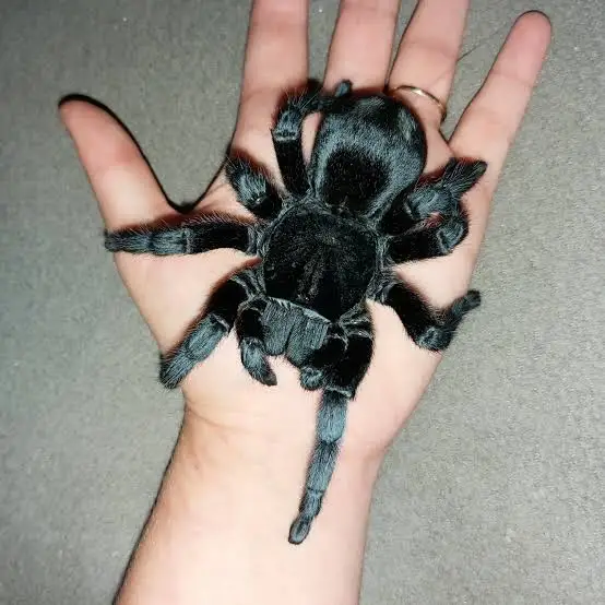 Brazilian Black (Grammostola pulchra)