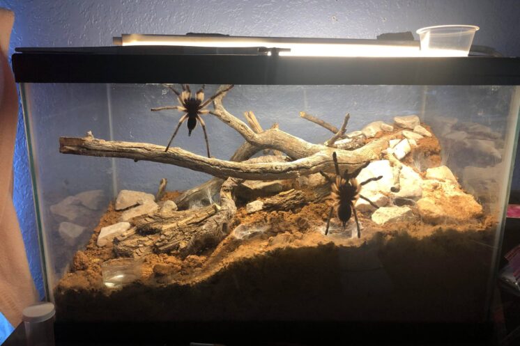 Why Is My Tarantula Climbing the Glass? 9 Real Reasons