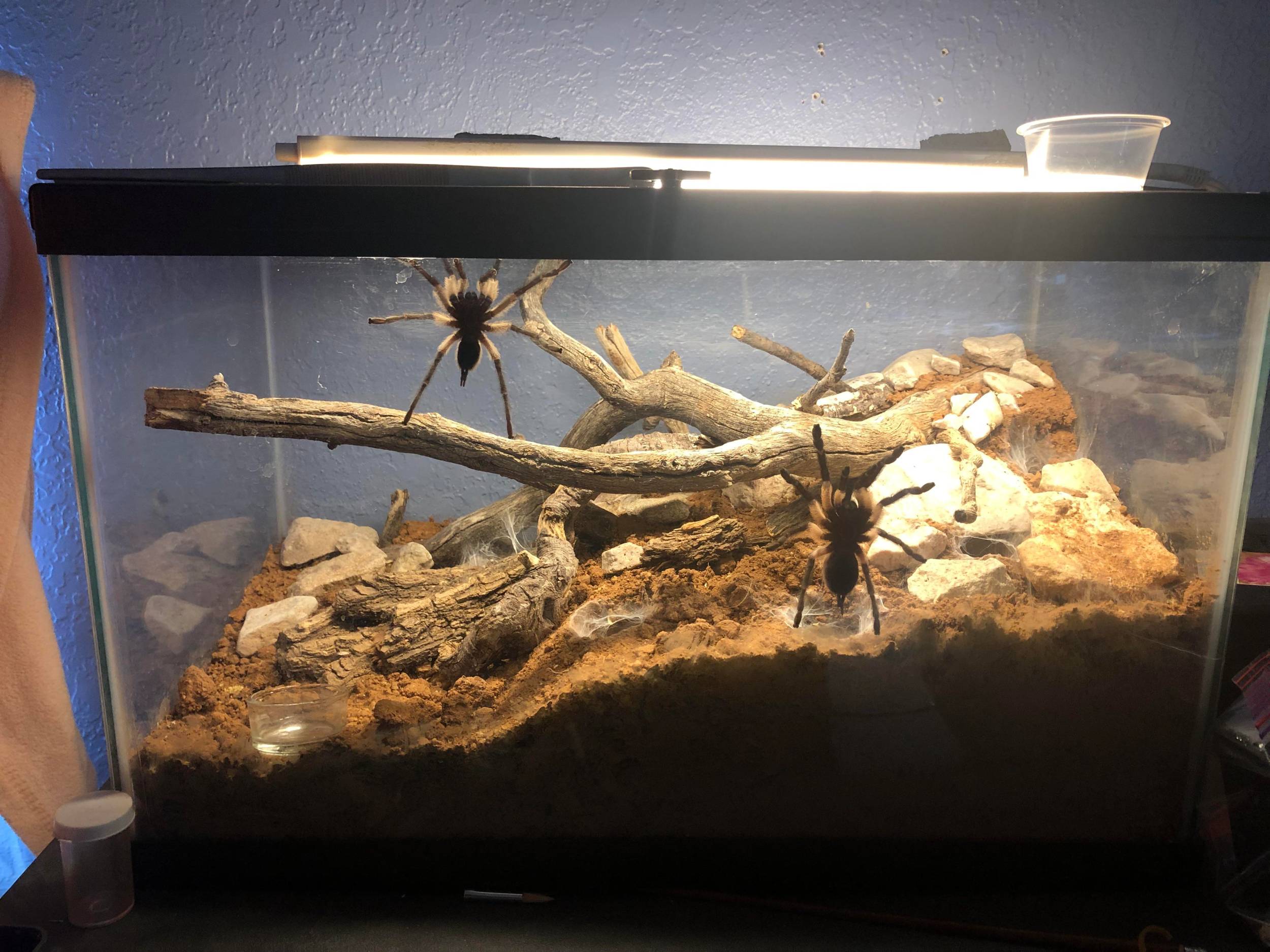 Why Is My Tarantula Climbing the Glass? 9 Real Reasons