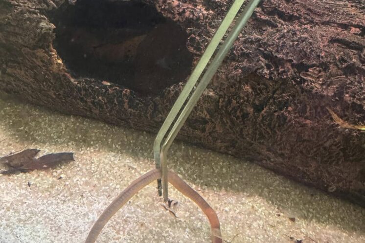 Axolotl Not Eating Worms — Causes & Fast Fixes