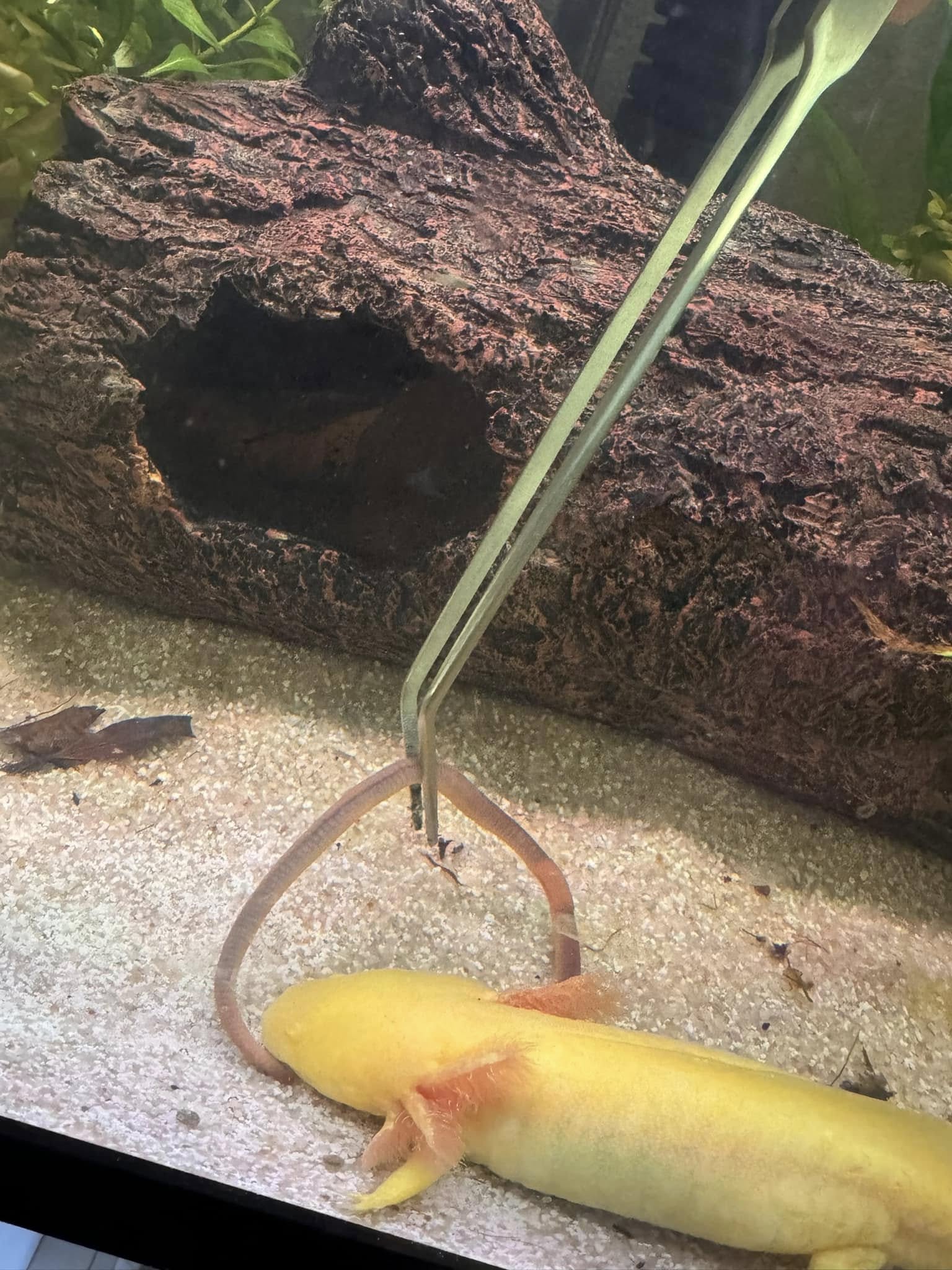 Axolotl Not Eating Worms — Causes & Fast Fixes