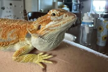 Bearded Dragon Swelling Under Jaw — Causes, Risks & What to Do