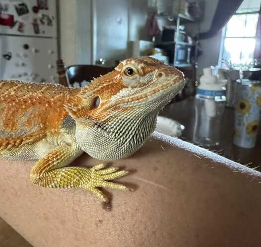 Bearded Dragon Swelling Under Jaw — Causes, Risks & What to Do