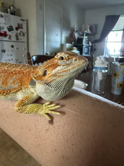 Bearded Dragon Swelling Under Jaw — Causes, Risks & What to Do