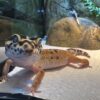 Leopard Gecko Not Eating Worms: Causes & Fast Fixes