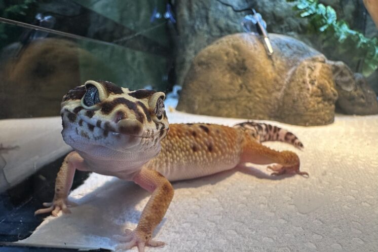 Leopard Gecko Not Eating Worms: Causes & Fast Fixes
