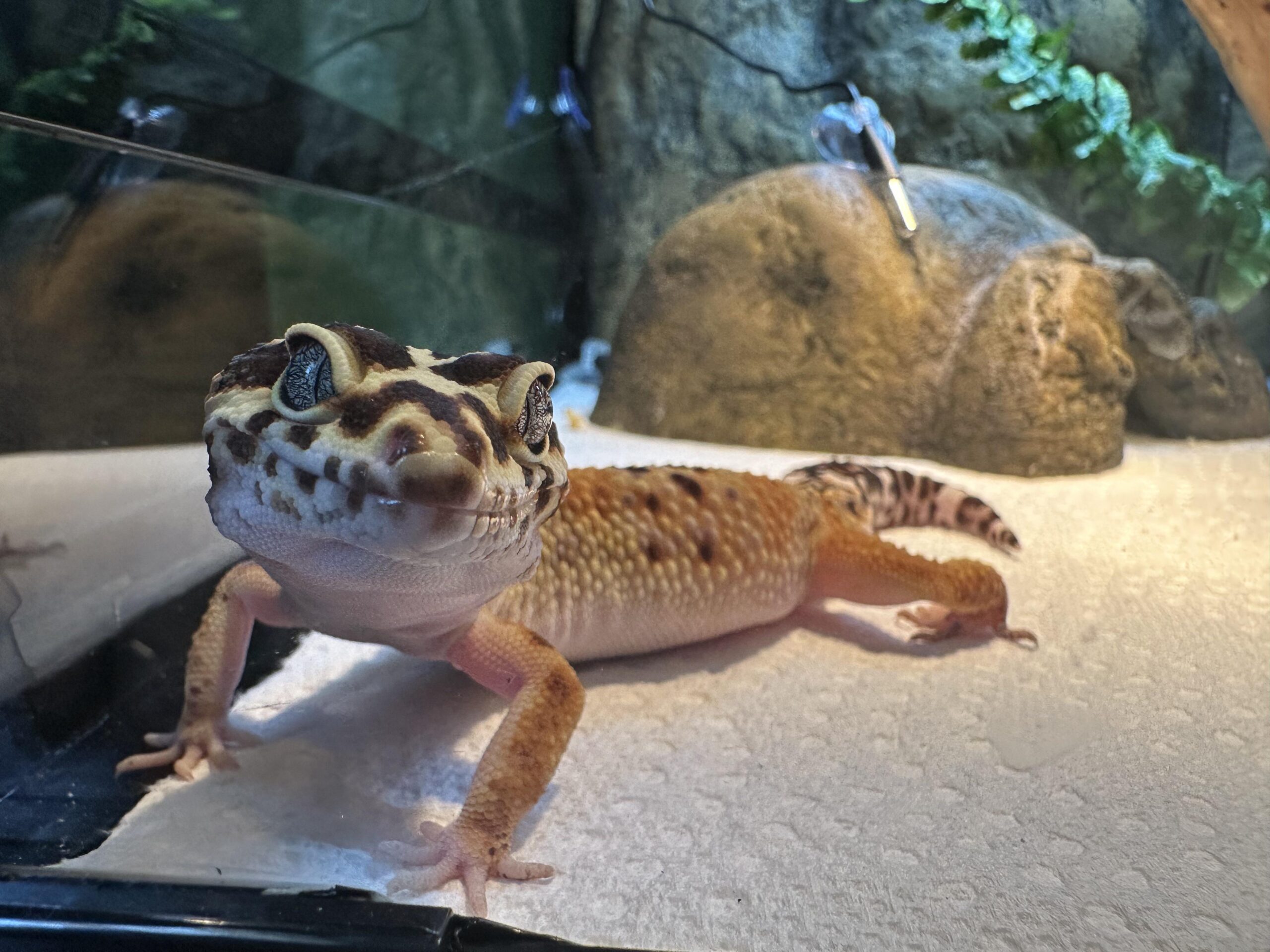 Leopard Gecko Not Eating Worms: Causes & Fast Fixes