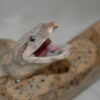 Signs of Mouth Rot in Snakes (Stomatitis Guide)