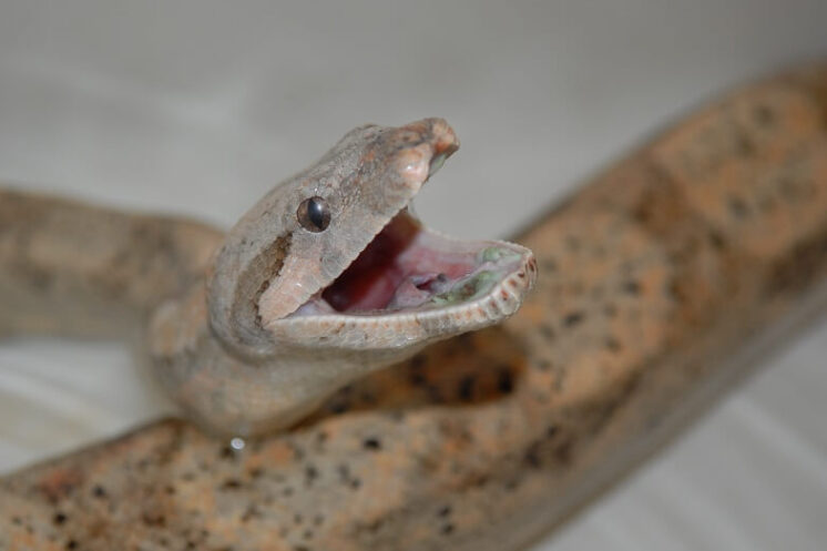 Signs of Mouth Rot in Snakes (Stomatitis Guide)
