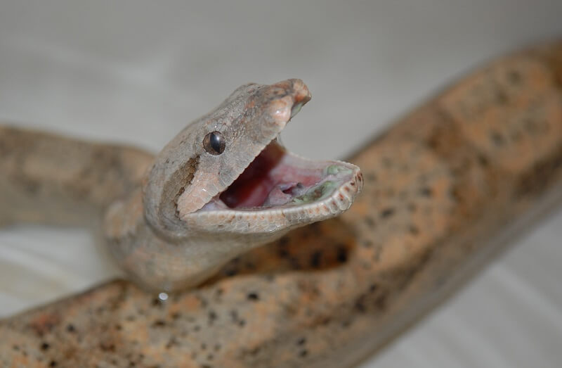 Signs of Mouth Rot in Snakes (Stomatitis Guide)