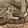 Ball Python Refusing to Eat: Causes & Fast Fixes
