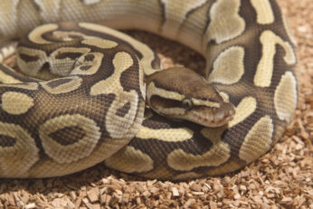 Ball Python Refusing to Eat: Causes & Fast Fixes