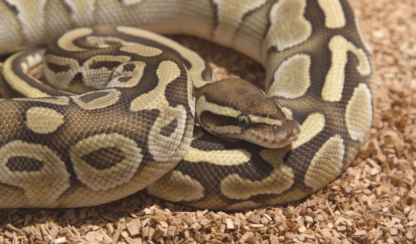 Ball Python Refusing to Eat: Causes & Fast Fixes