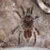 Tarantula Molting or Dead? How to Tell the Difference