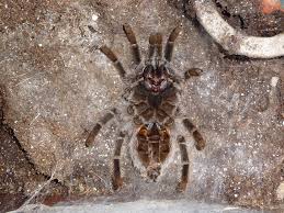 Tarantula Molting or Dead? How to Tell the Difference