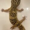 Gecko Stuck Shed on Toes — Causes + Fixes (Safe Home Guide)
