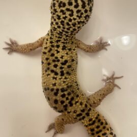 Gecko Stuck Shed on Toes — Causes + Fixes (Safe Home Guide)