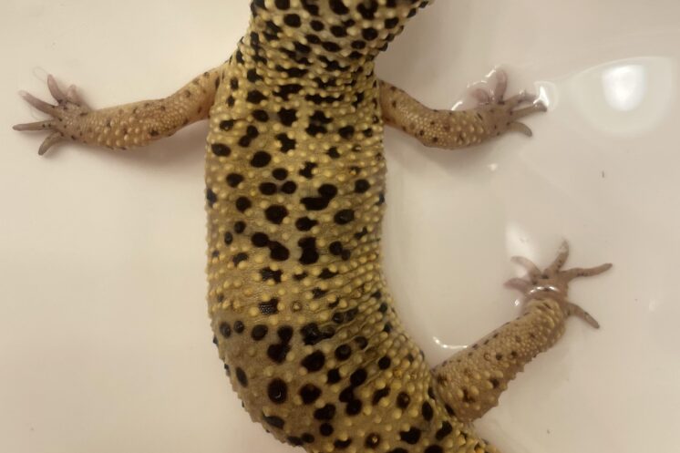 Gecko Stuck Shed on Toes — Causes + Fixes (Safe Home Guide)