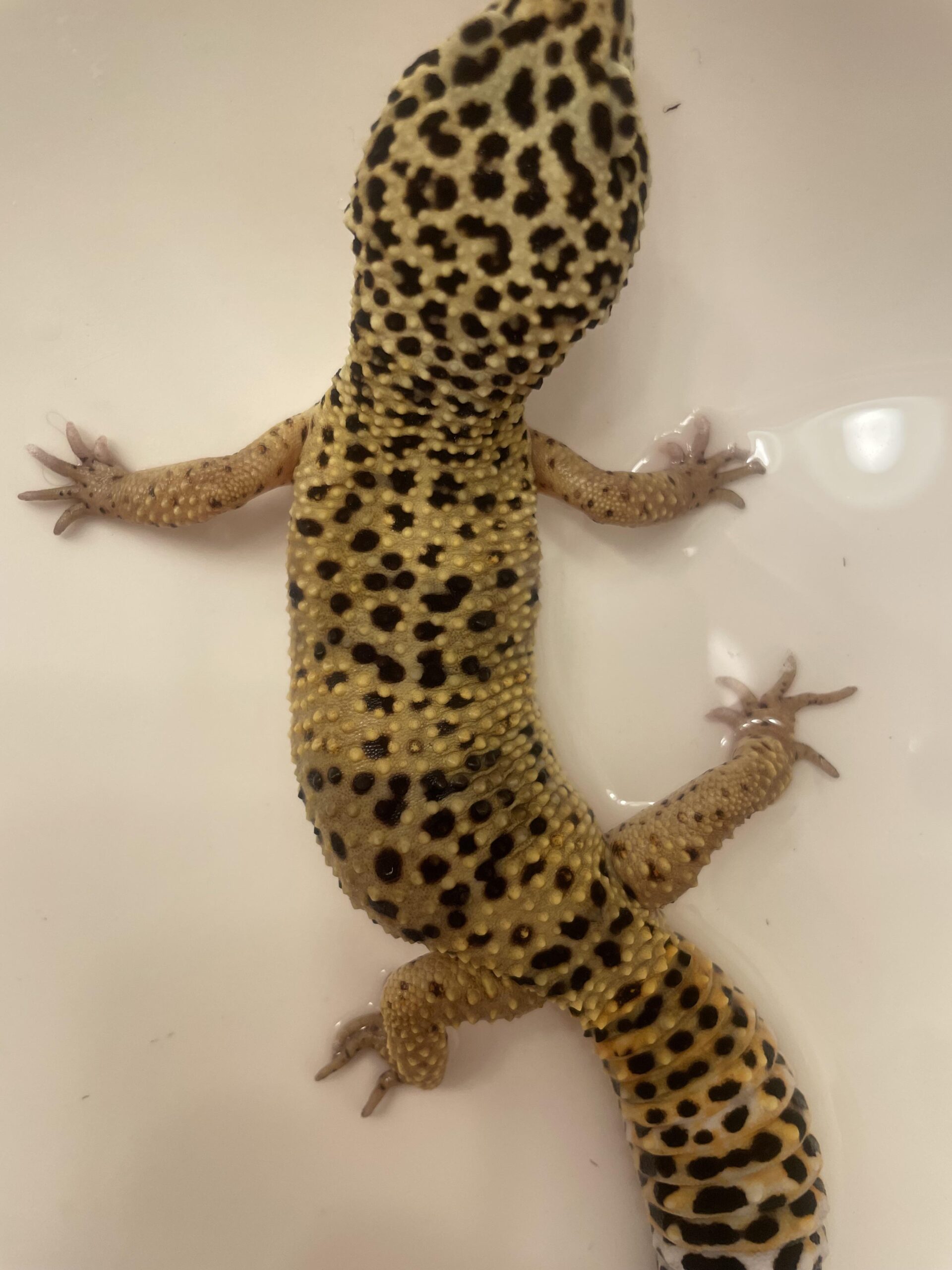 Gecko Stuck Shed on Toes — Causes + Fixes (Safe Home Guide)